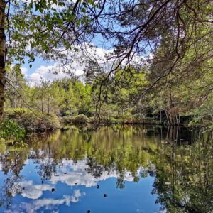 Pièce d'eau (copyright Laurence de Terline)